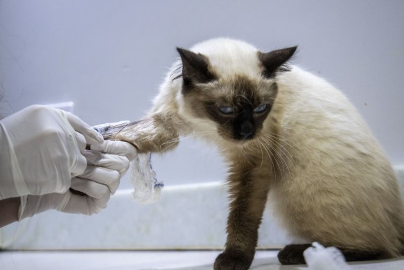 gatinho1